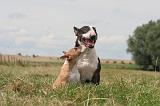 BULL TERRIER MINIATURE 046